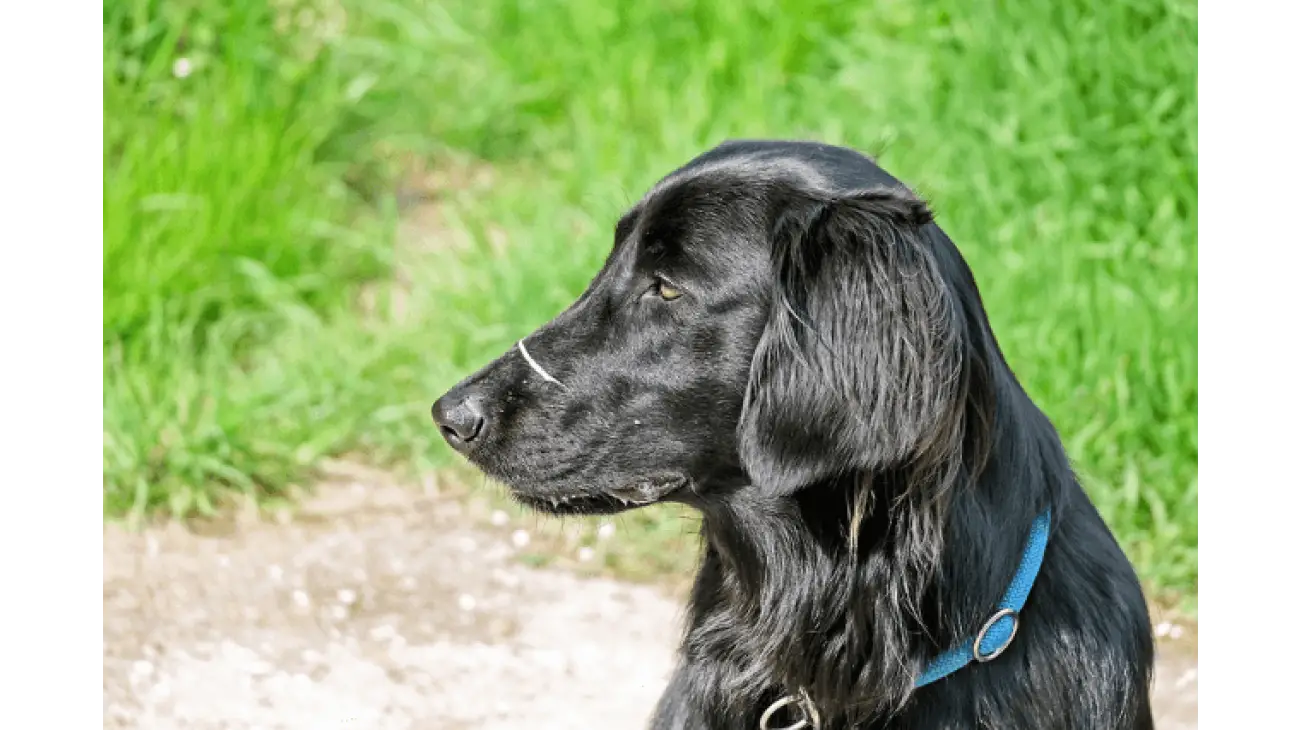 Flat-Coated Retriever 0