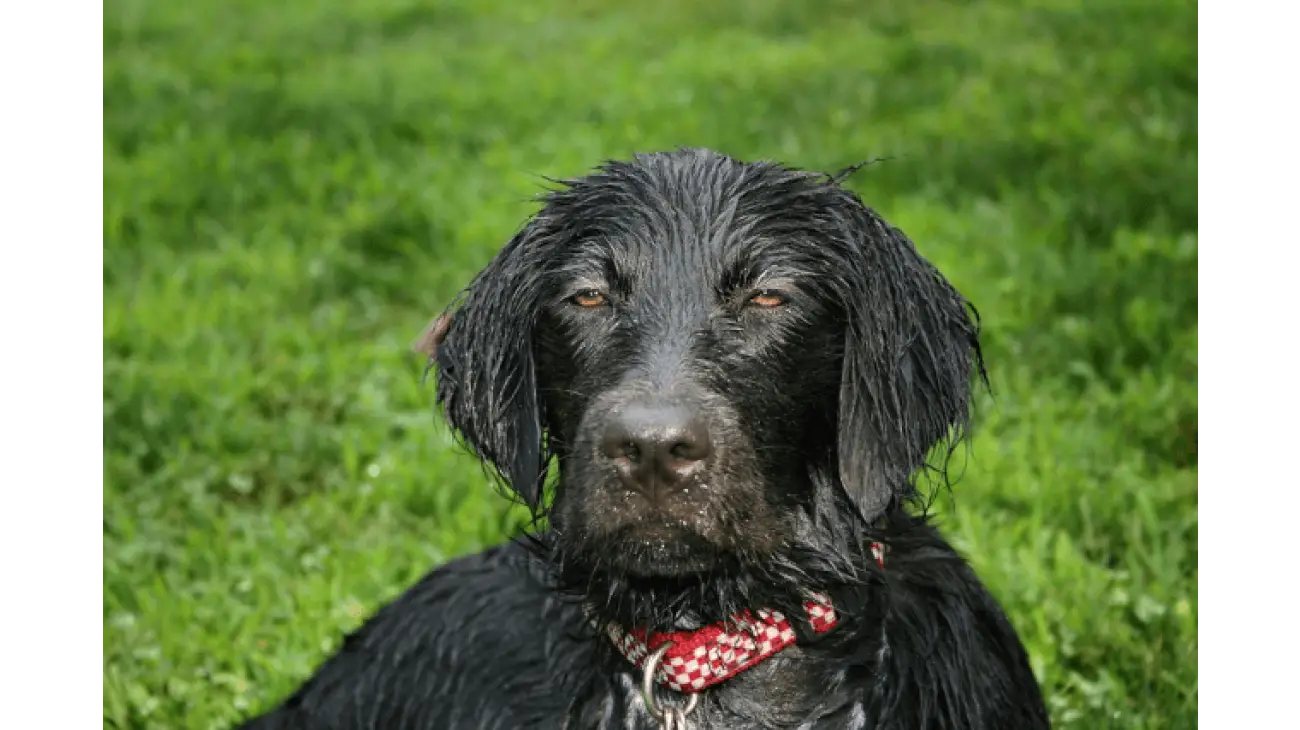 Flat-Coated Retriever 2