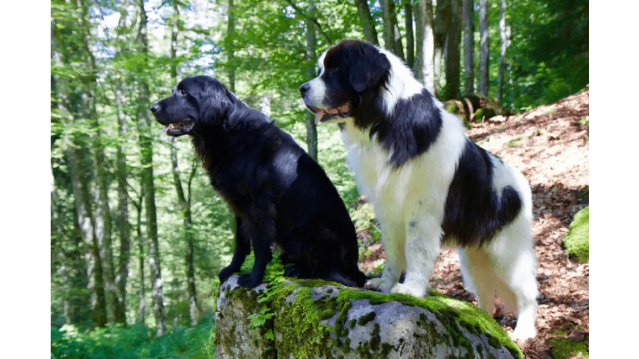 Flat-Coated Retriever 3