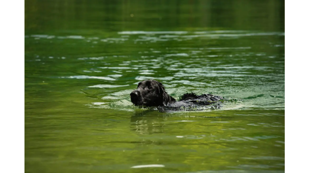 Flat-Coated Retriever 1