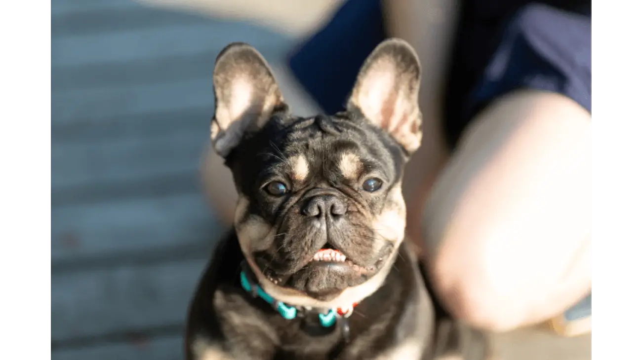 French Bulldog 2