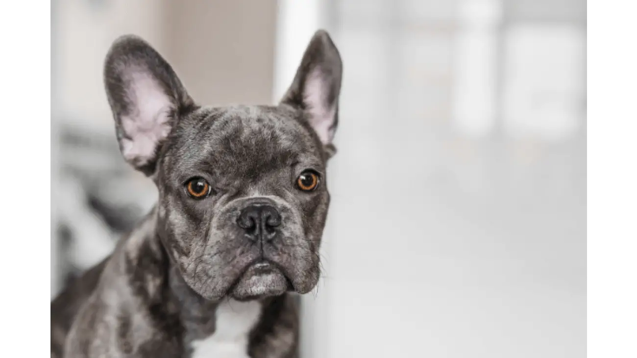 French Bulldog 4