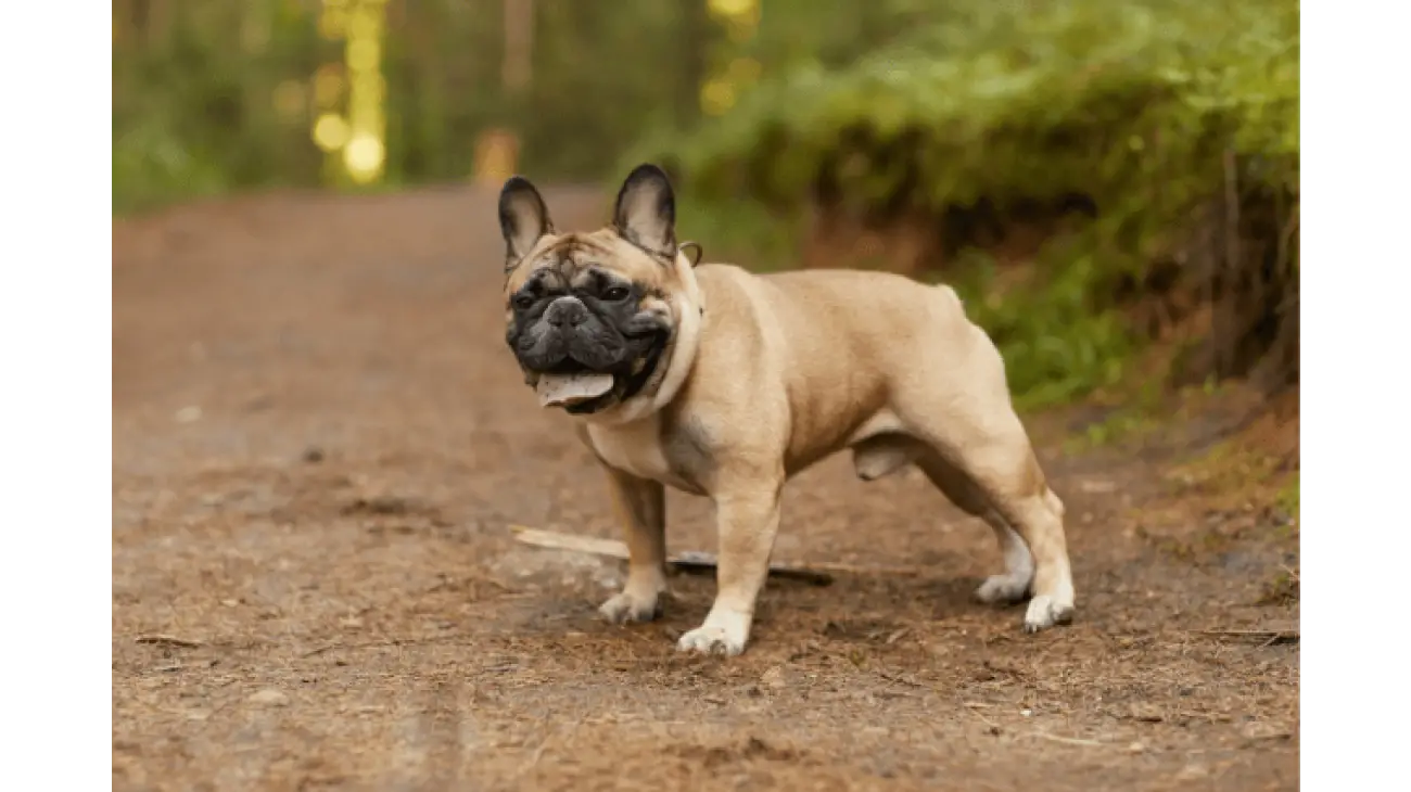 French Bulldog 5