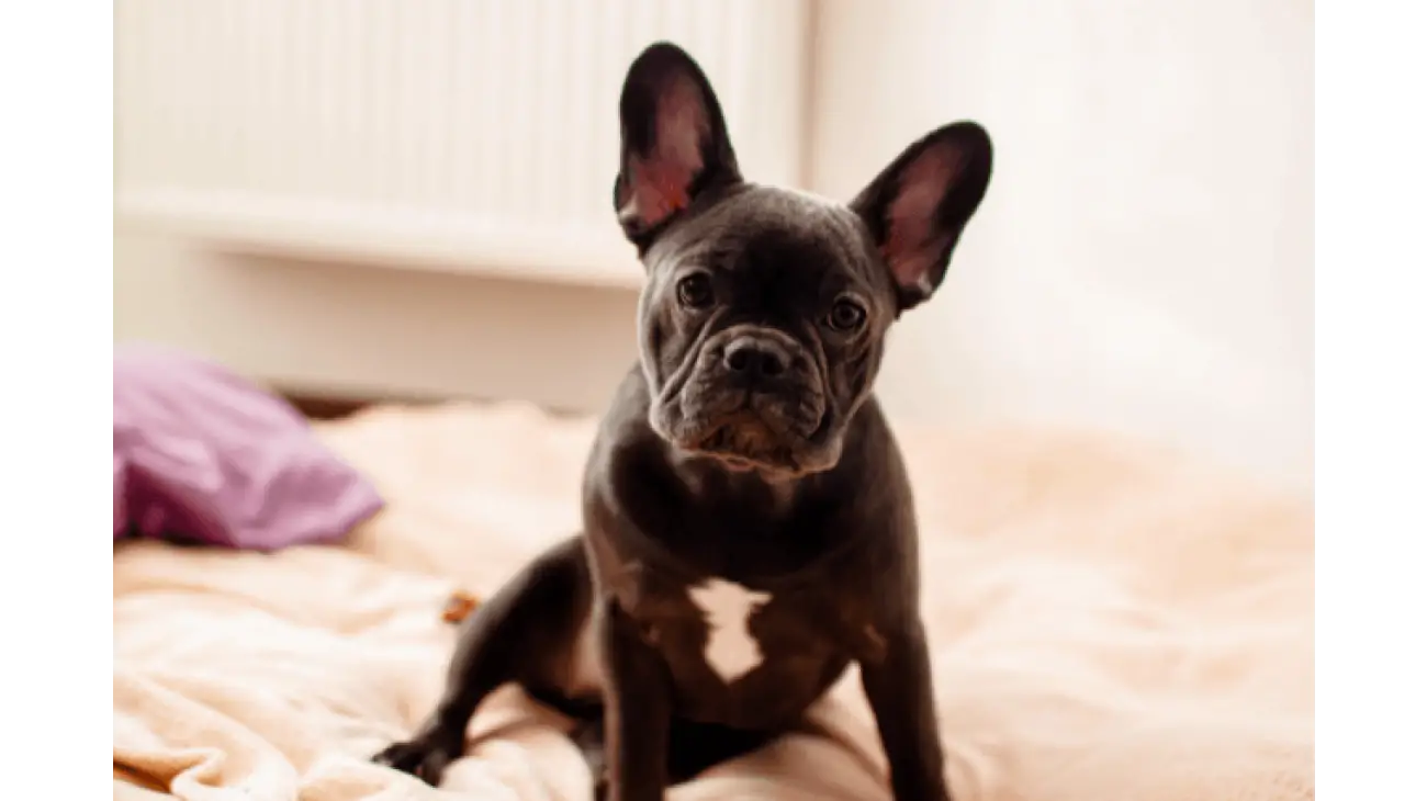 French Bulldog 1