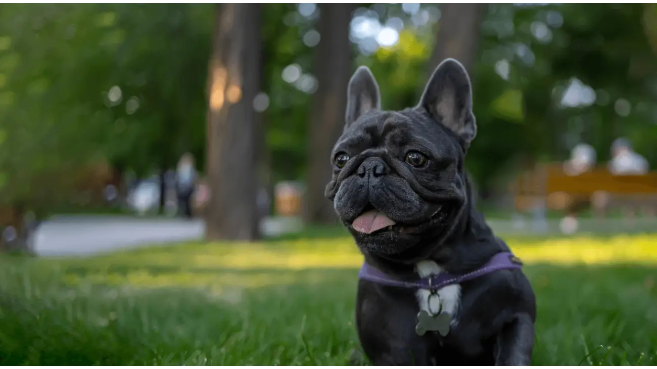 French Bulldog