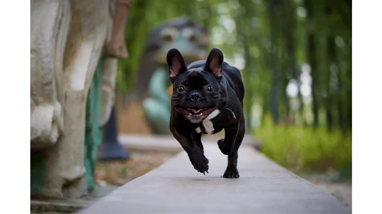 French Bulldog 6