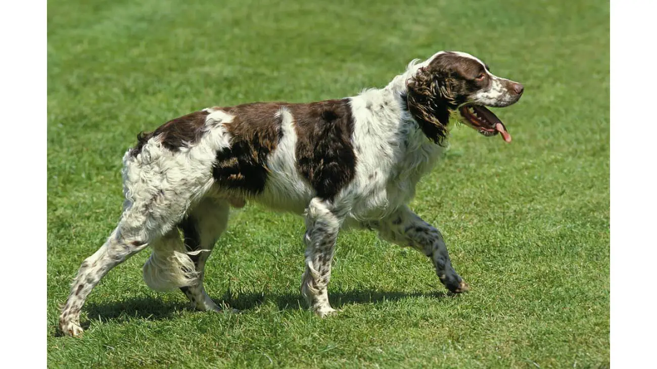 French Spaniel