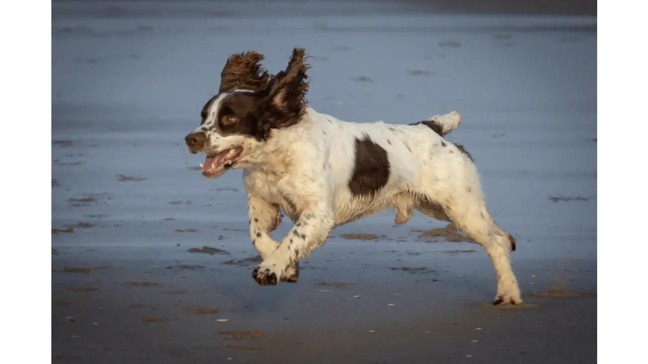 French Spaniel 0