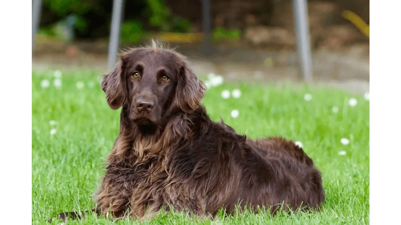 German Longhaired Pointer 0