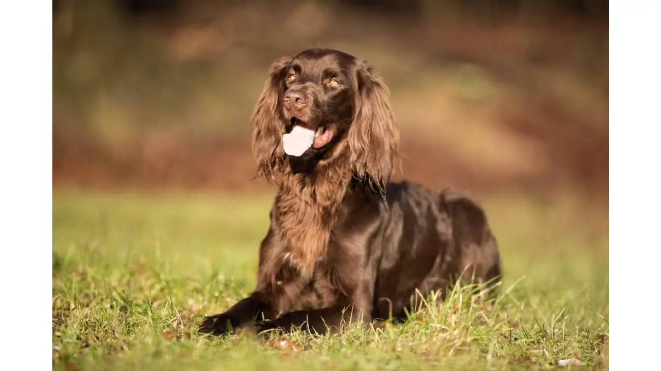 German Longhaired Pointer