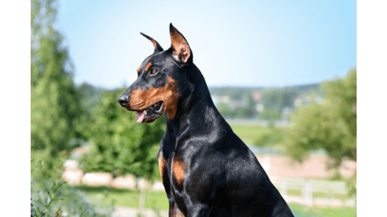 German best sale pinscher hypoallergenic