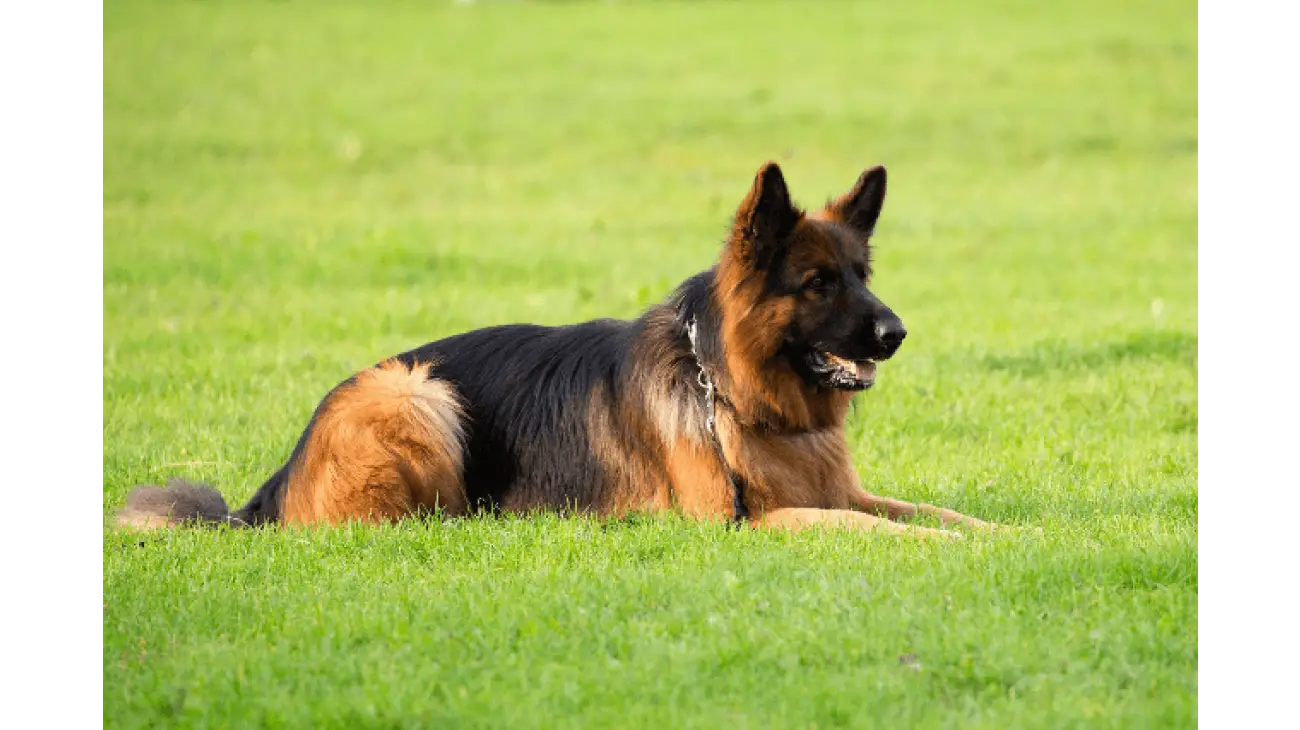 German Shepherd 1