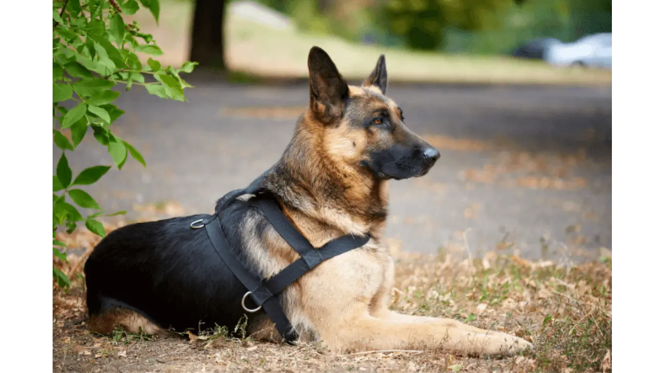 German Shepherd 2