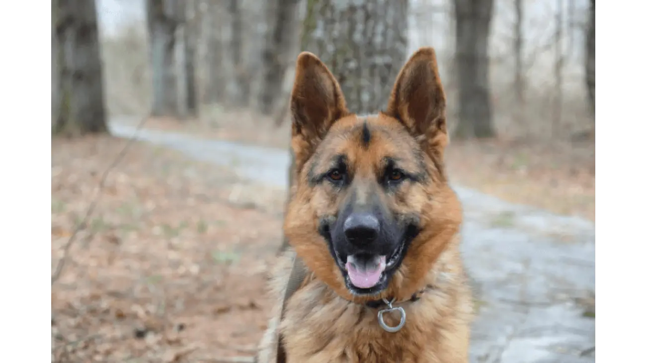 German Shepherd 4