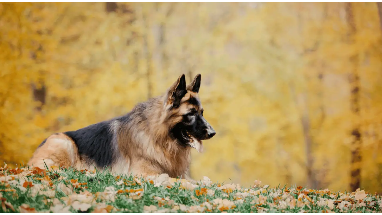 German Shepherd