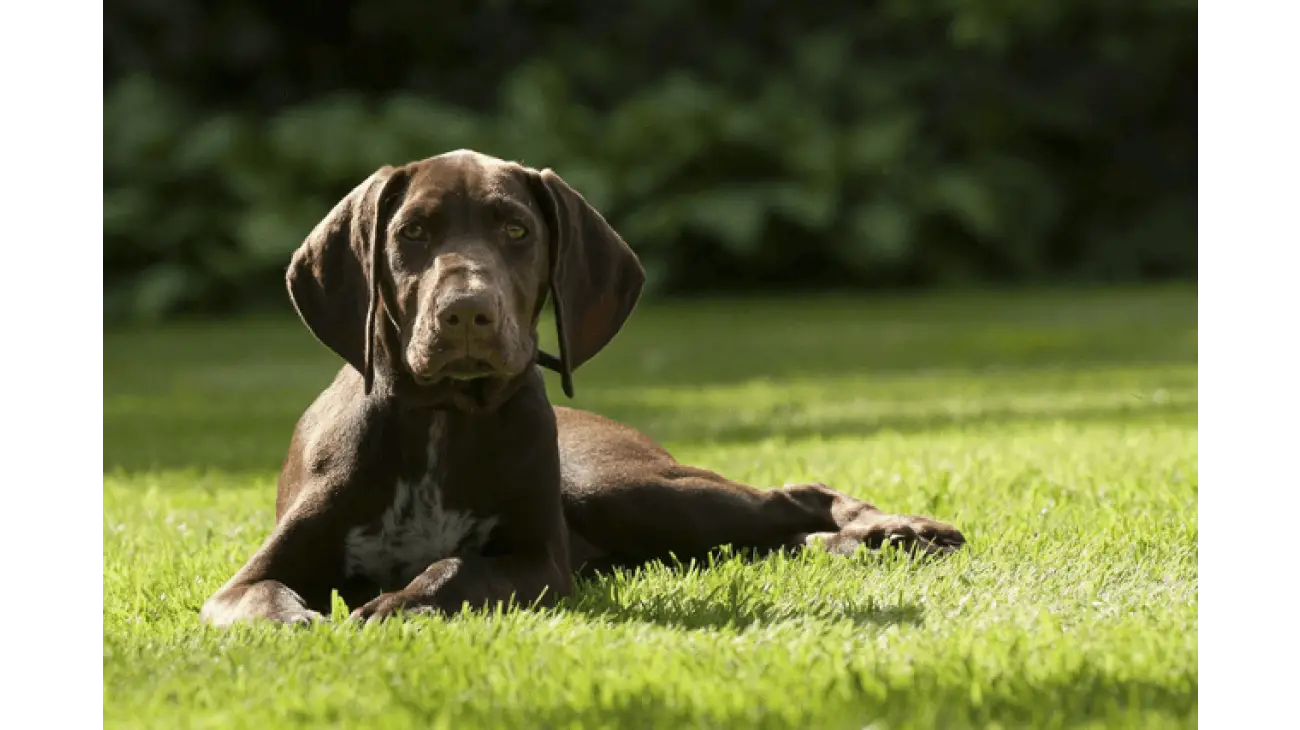 German Shorthaired Pointer 1