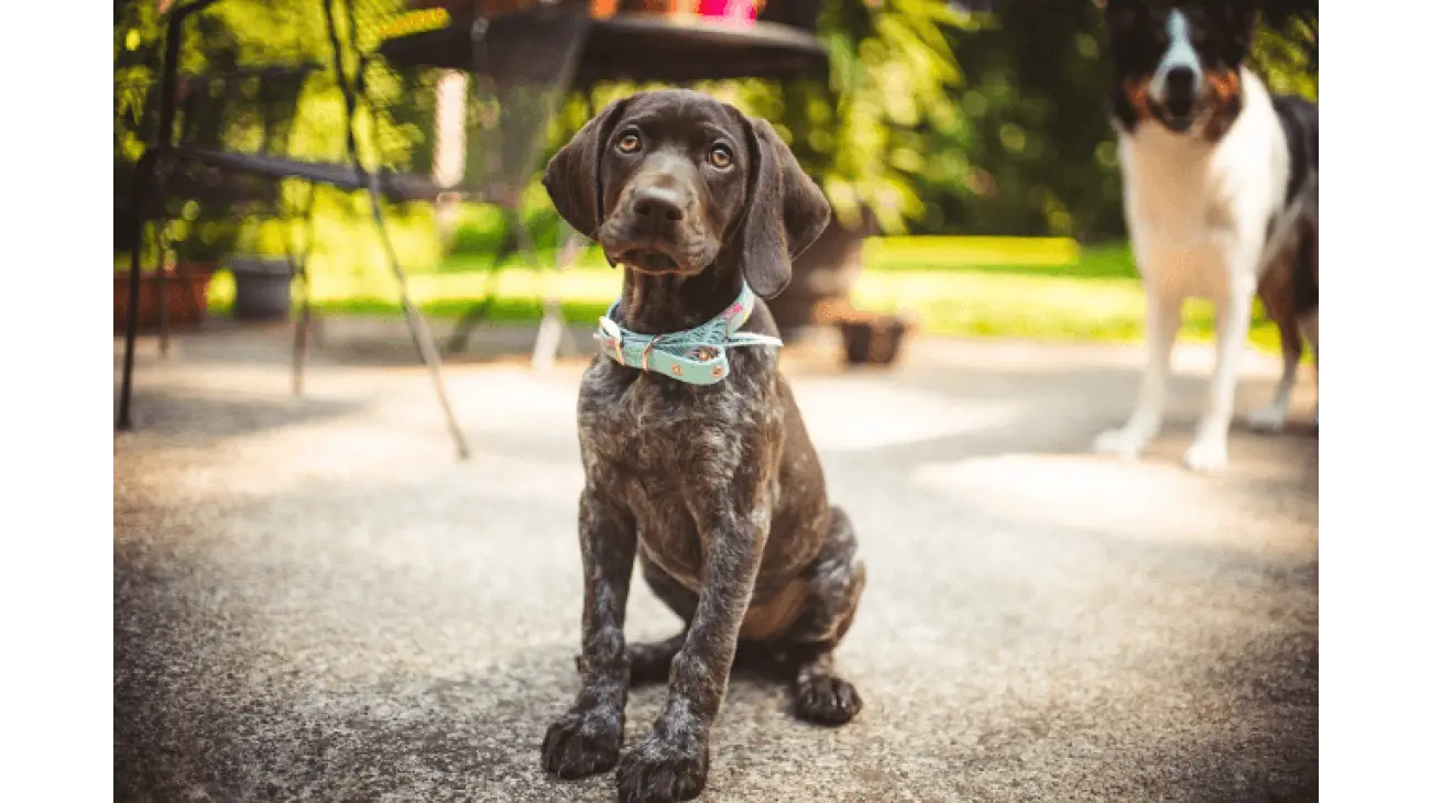 German Shorthaired Pointer 2