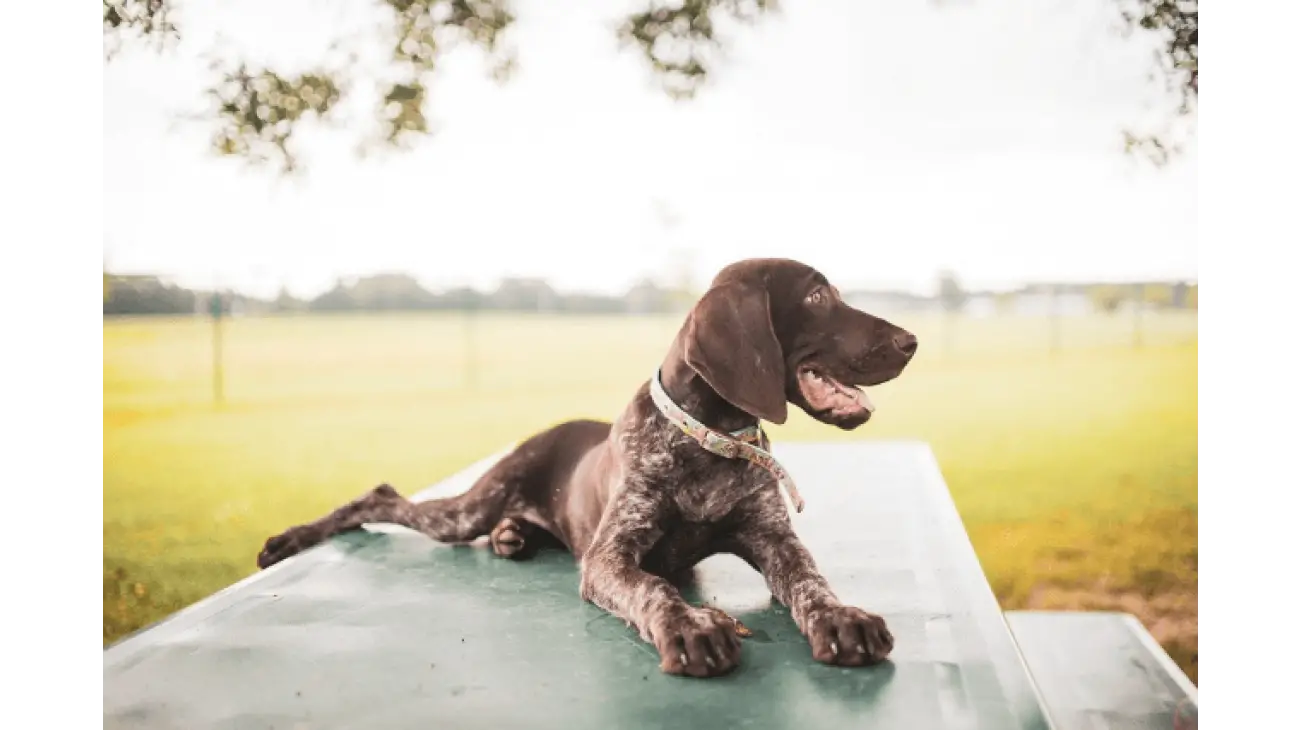 German Shorthaired Pointer 3