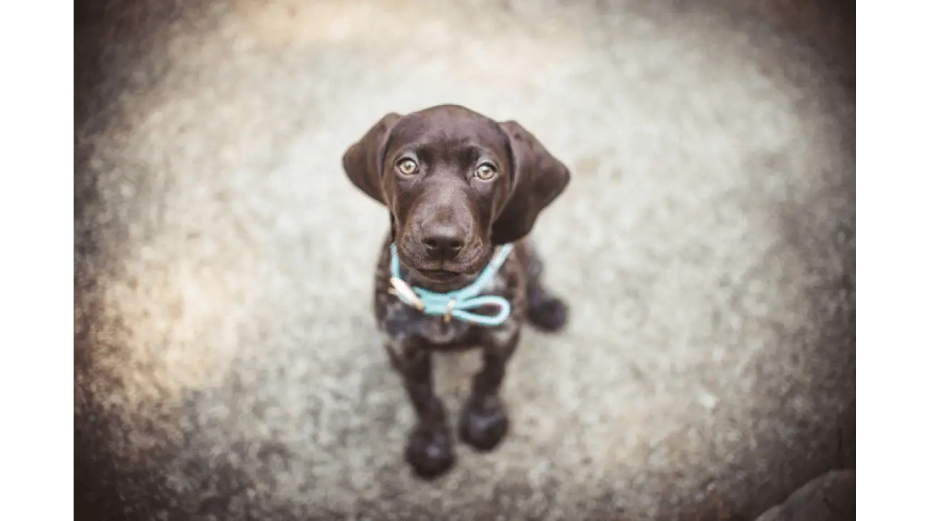 German Shorthaired Pointer 4