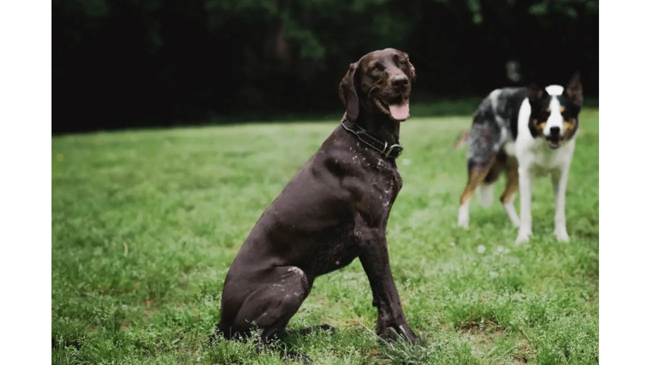 German Shorthaired Pointer 0