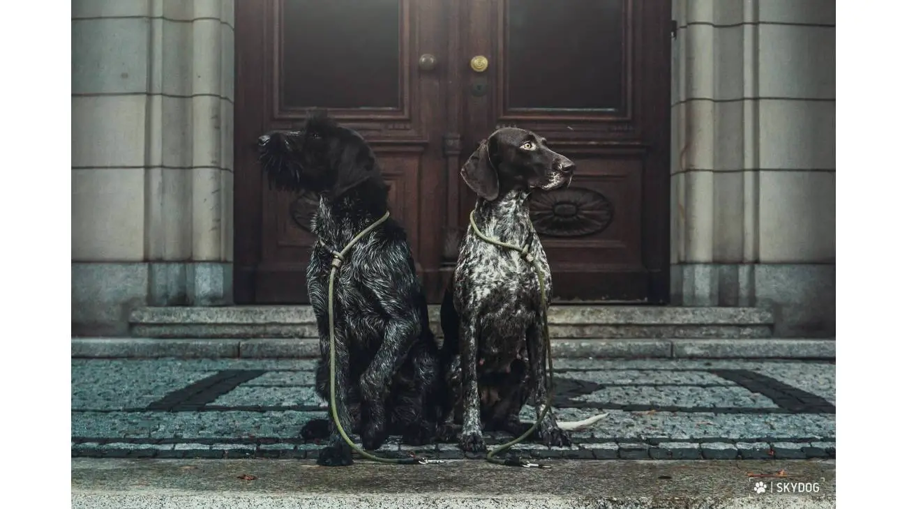 German Shorthaired Pointer