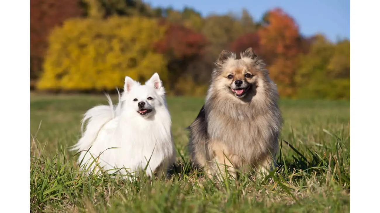 Spitz Allemand