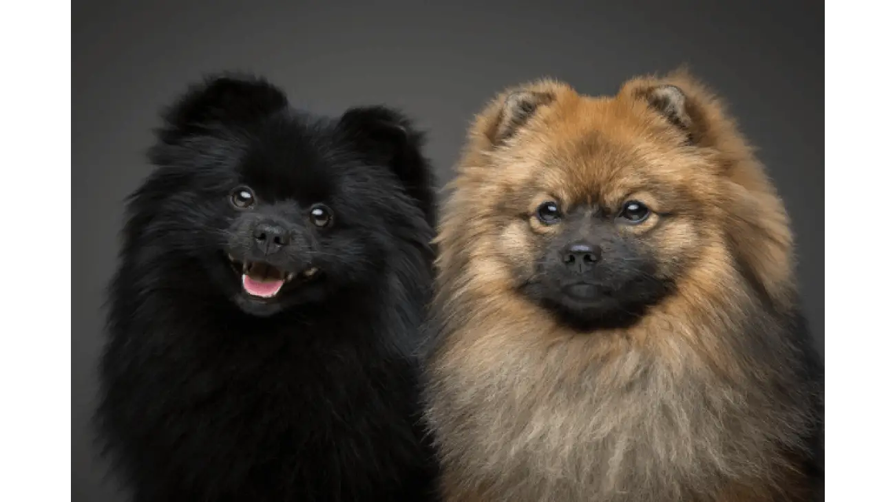 German Spitz 2