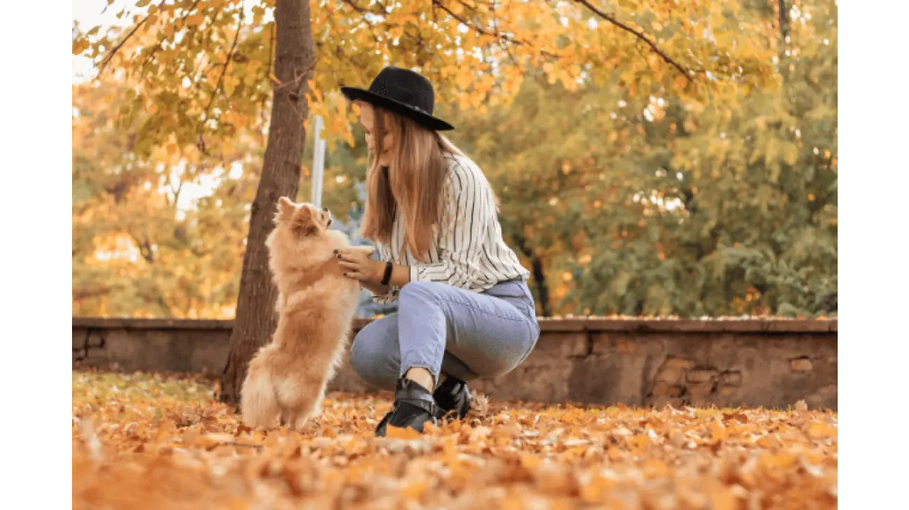 German Spitz 3