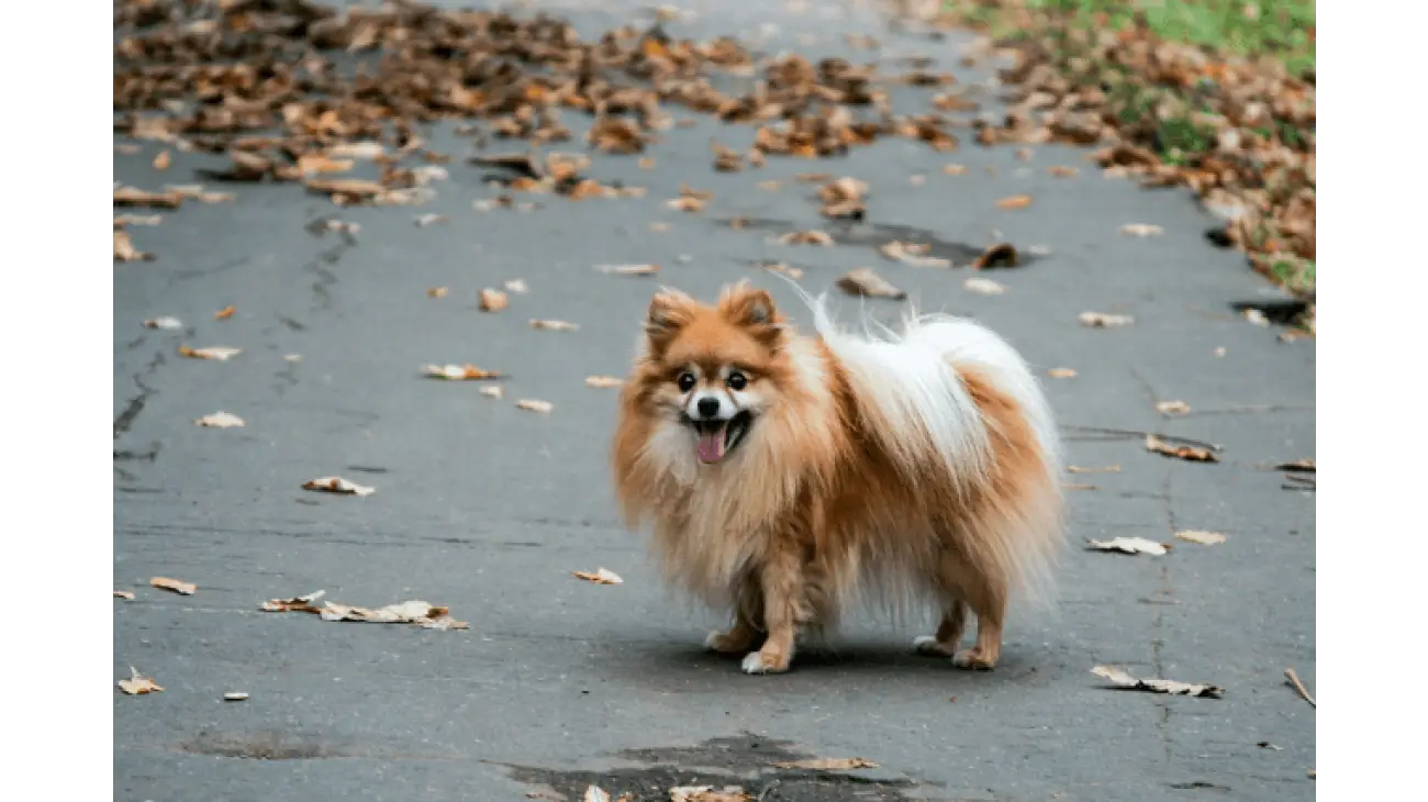 German Spitz 0