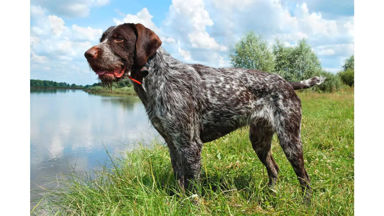 German Wirehaired Pointer