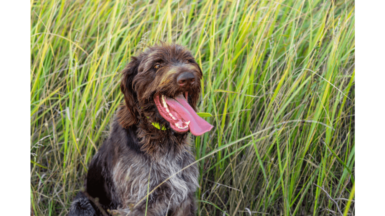 German wirehaired best sale pointer hypoallergenic