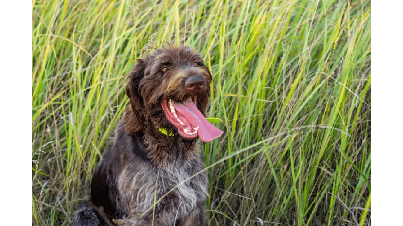 German Wirehaired Pointer 1