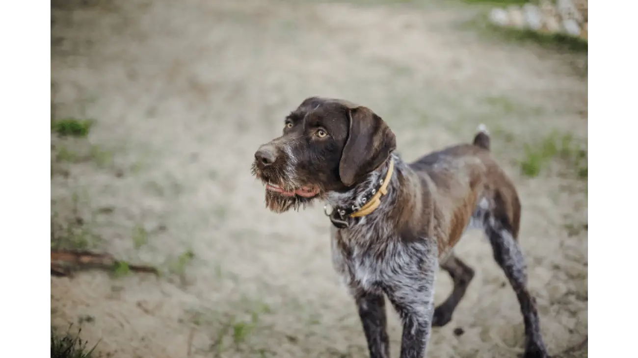 German Wirehaired Pointer 2