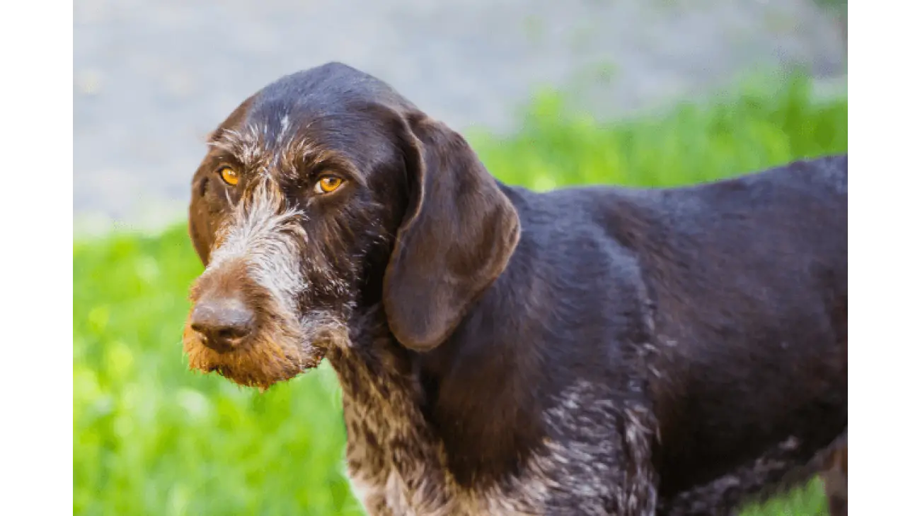 German Wirehaired Pointer 3