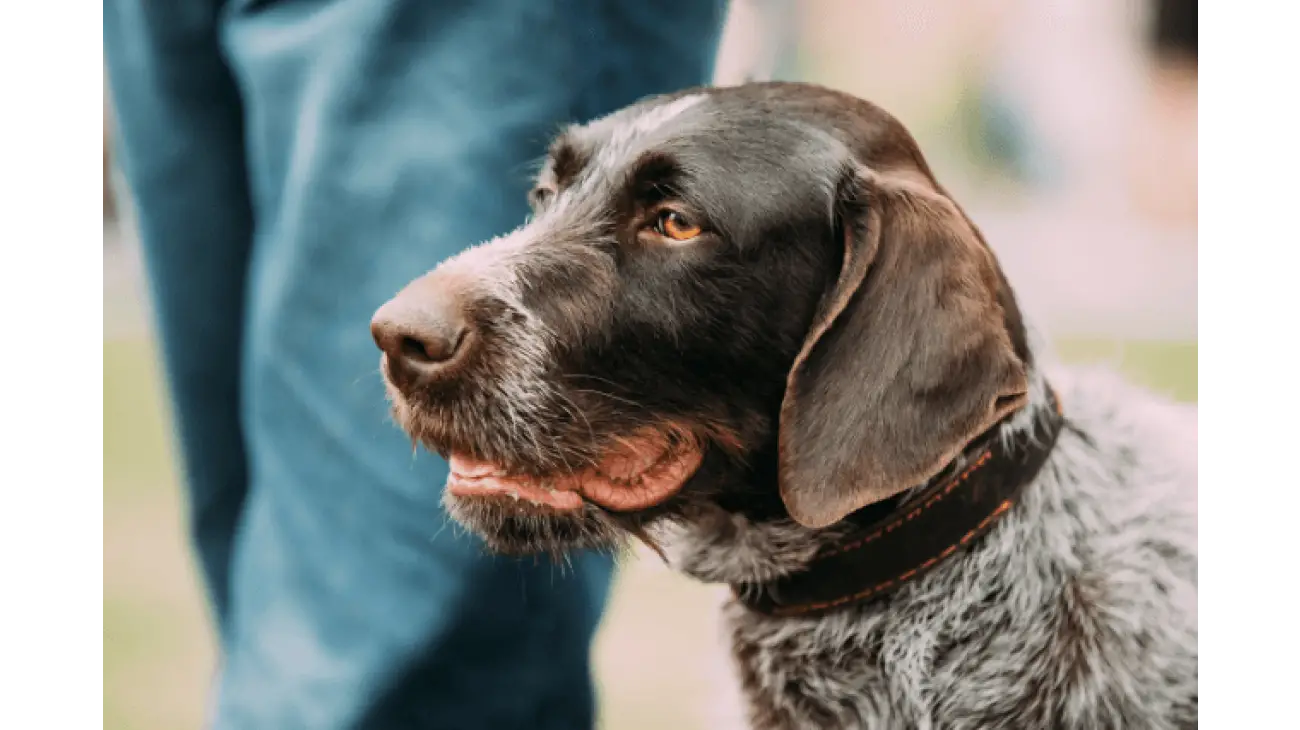 German Wirehaired Pointer 0