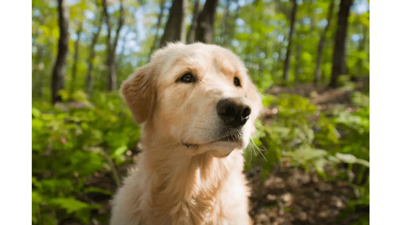 Golden Retriever 3