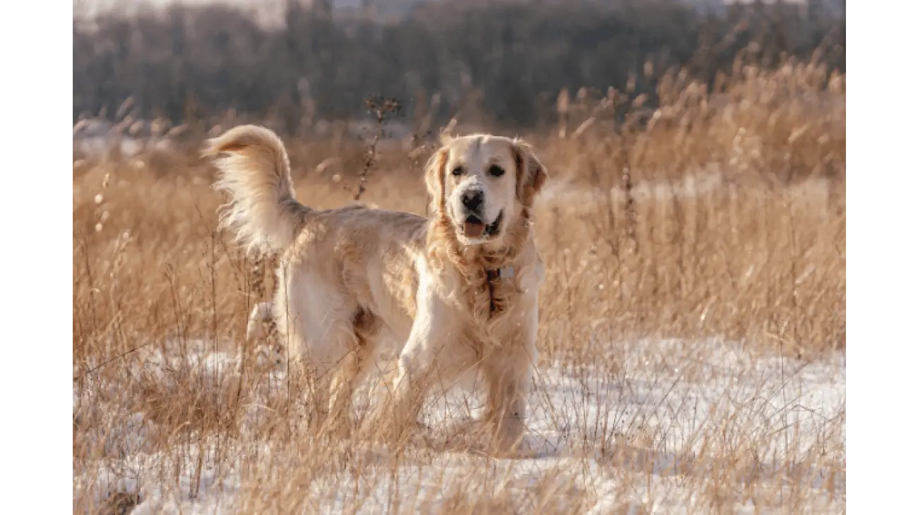 Golden Retriever 5