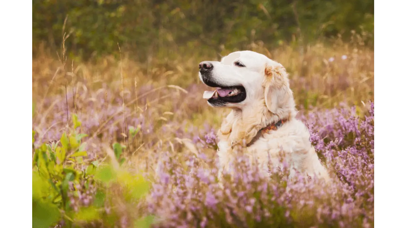 Golden Retriever 2