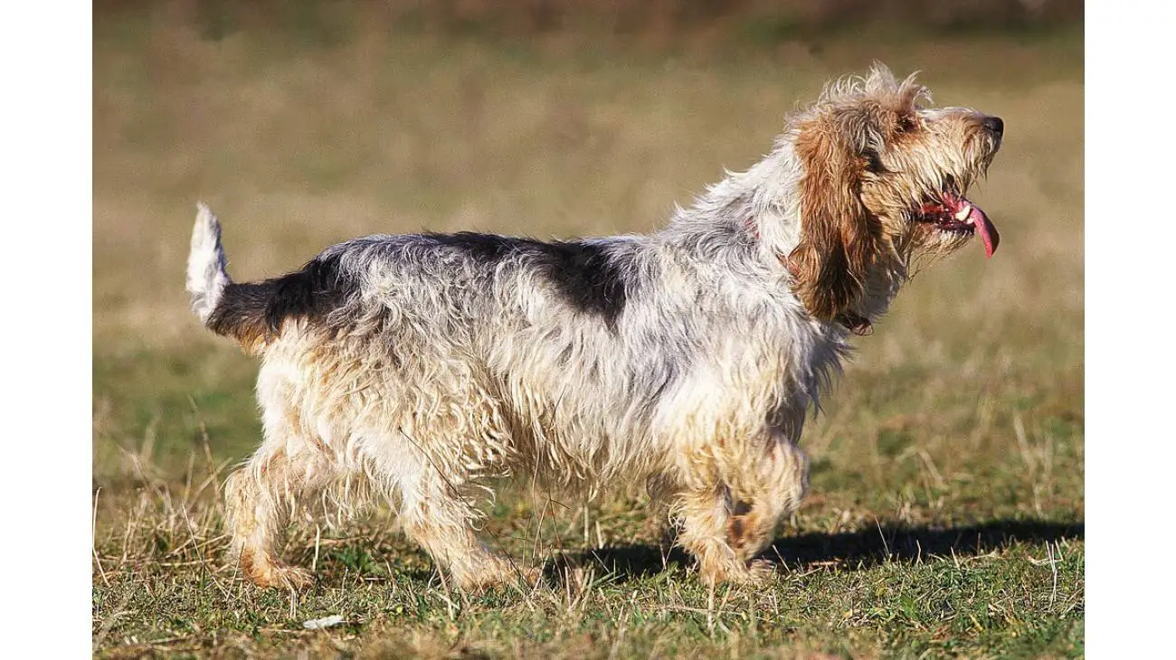 Grand Basset Griffon Vendeen