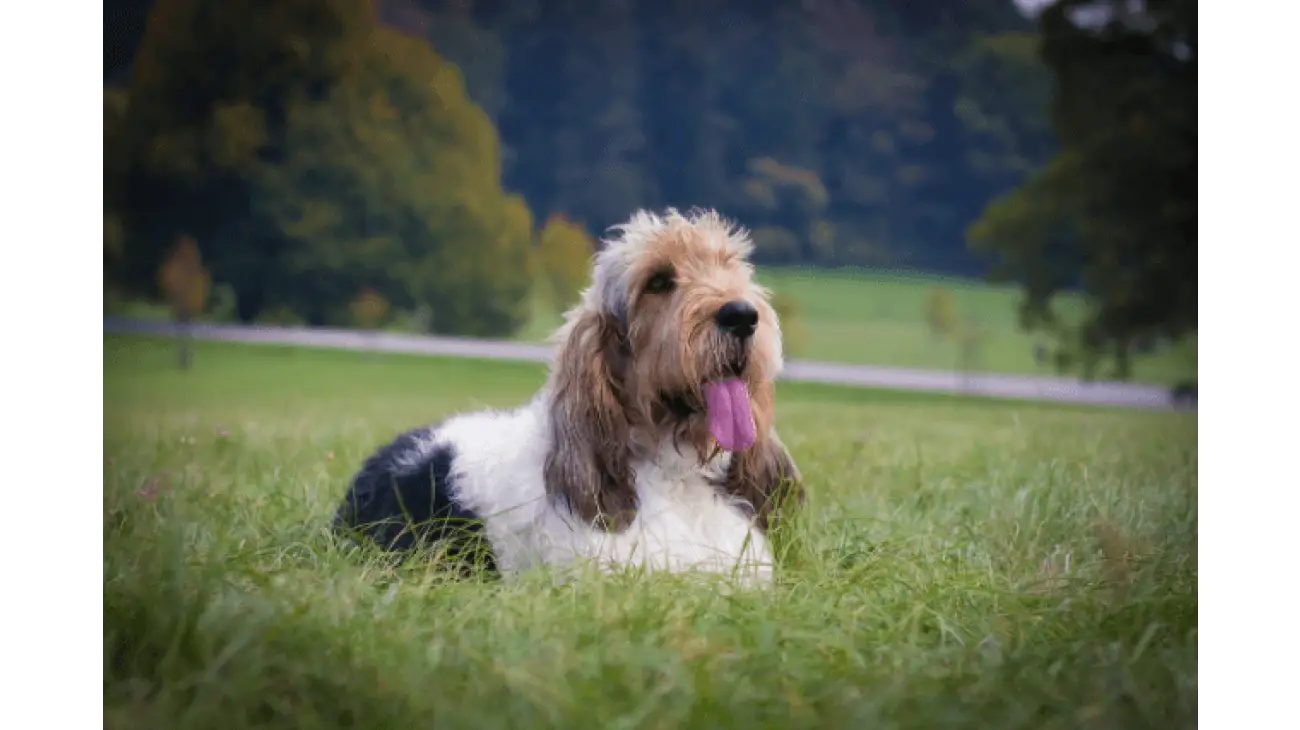 Grand Basset Griffon Vendeen 0