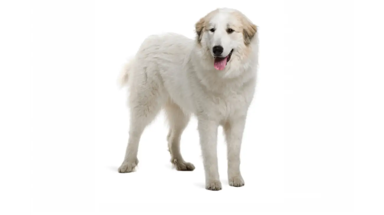 Great Pyrenees 1