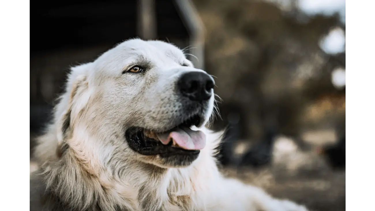 Cane da Montagna dei Pirenei 0