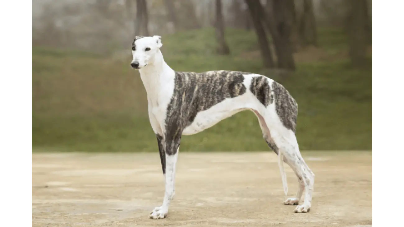 Greyhound 1