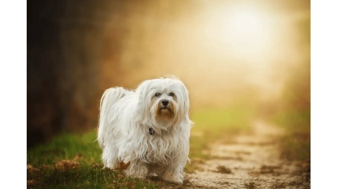 Havanese 4