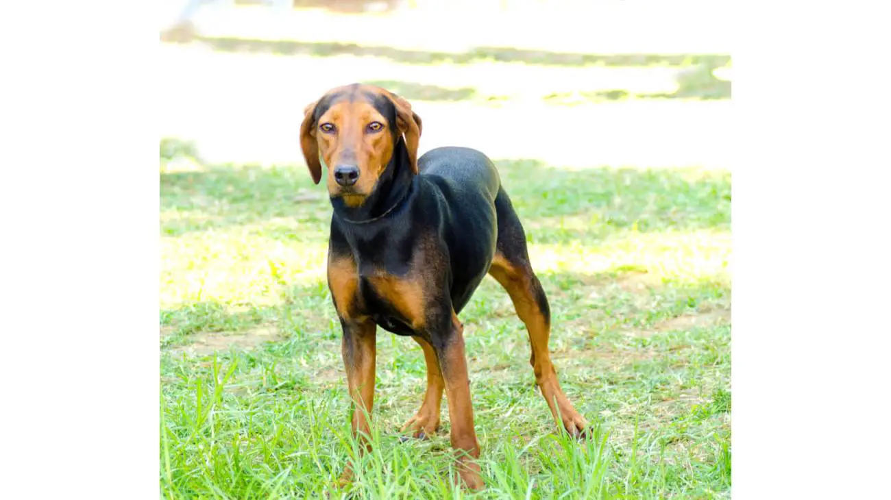 Greek Harehound