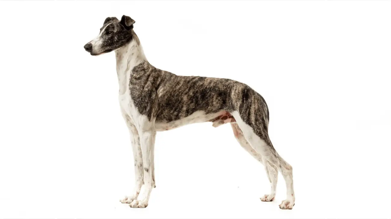Hungarian Greyhound