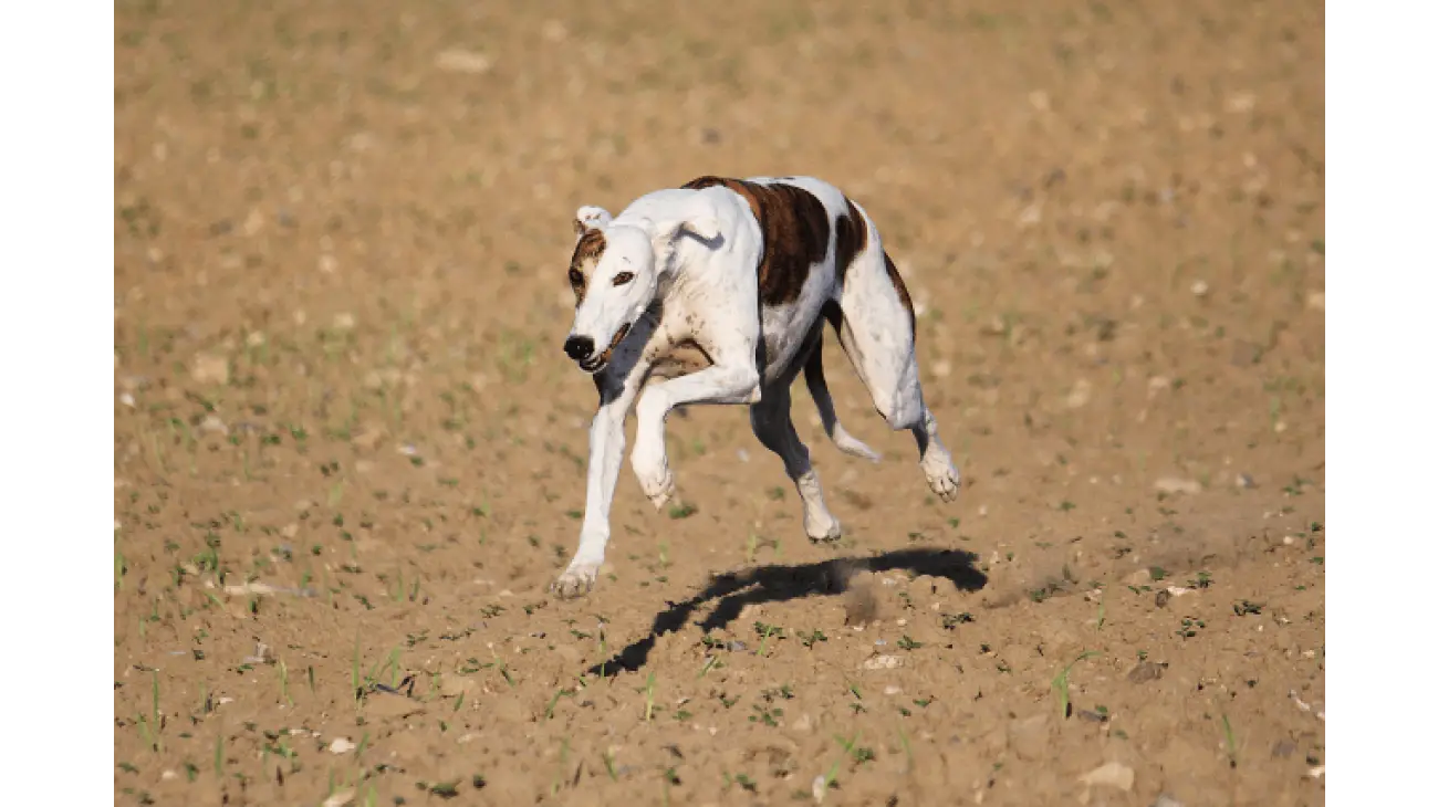 Hungarian Greyhound 1