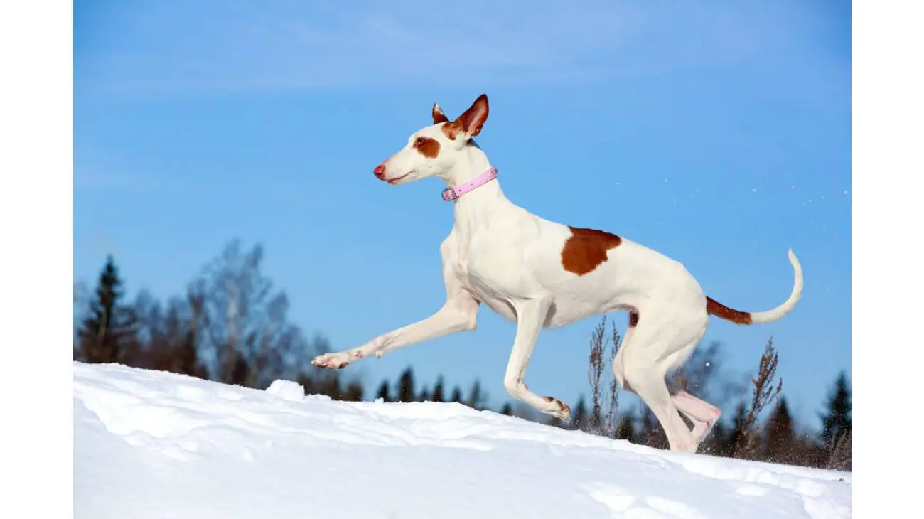 Ibizan Hound