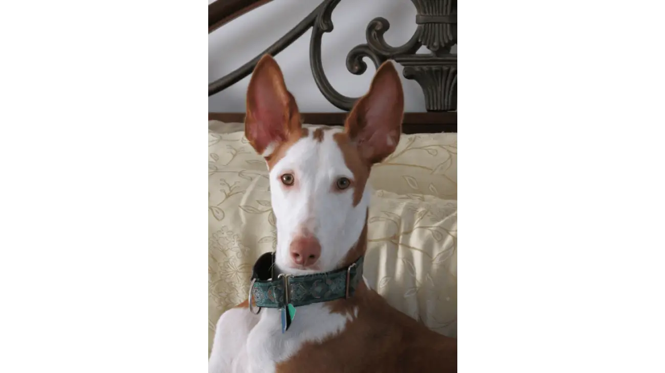 Podenco Ibicenco 2