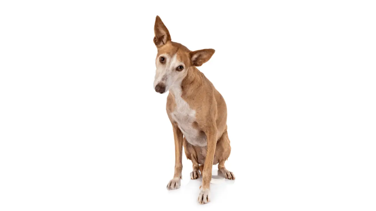 Podenco Ibicenco 3